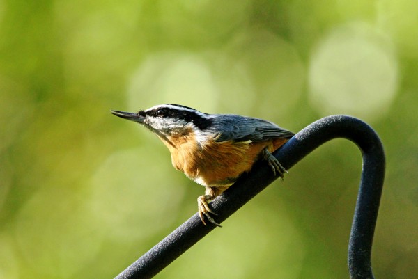 Perched Red Breasted Nuthatch by Deb Oppermann